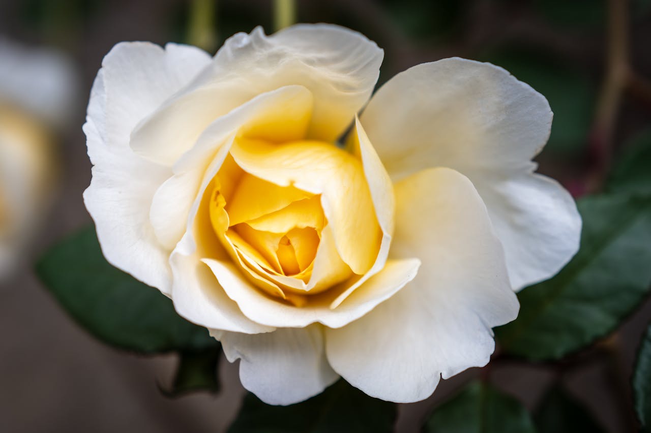 Services Elegant white rose in full bloom with soft yellow center captured in natural light.