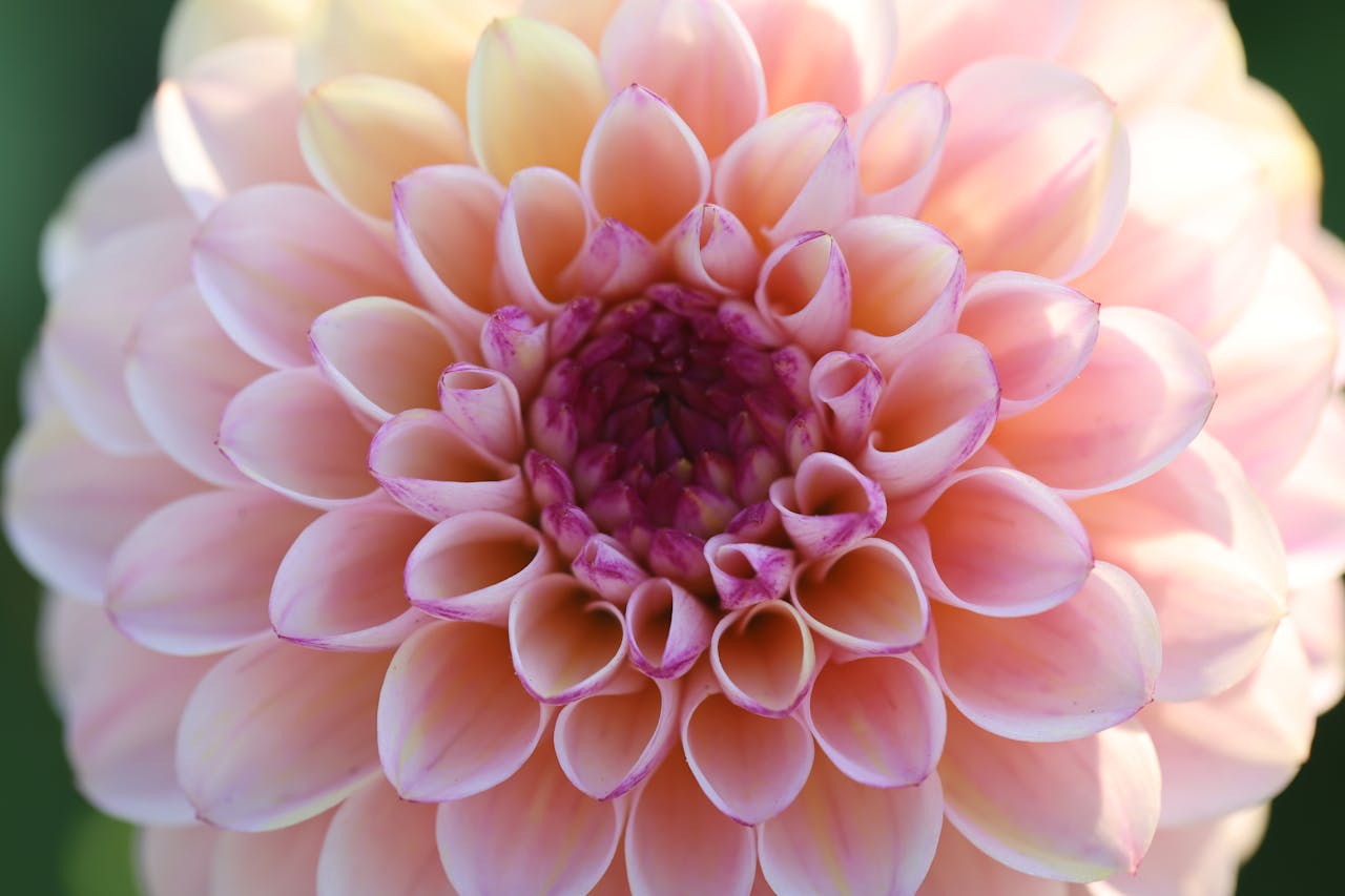 Services High-detail close-up of a pink Dahlia flower highlighting its intricate petal arrangement.